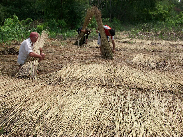 trabajo del junco en el delta de tigre