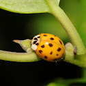 Multi-colored Asian lady beetle