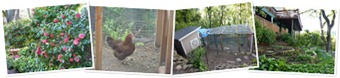 View Chickens and garden Orinda 2010