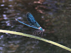 Libelle im Krka-Nationalpark