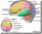 otak1