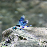 Libellules