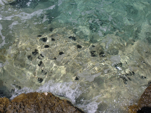 Urchins!