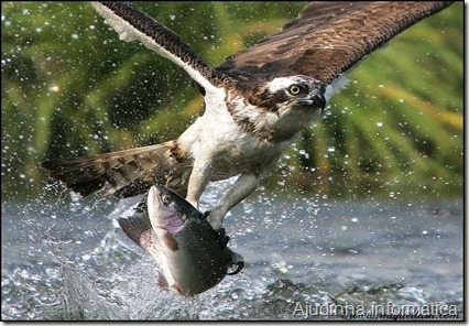 aguia peixe