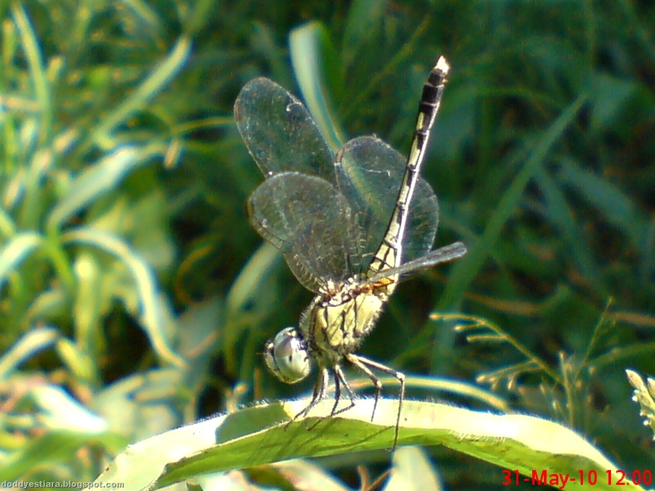 [litle dragonfly 02.jpg]