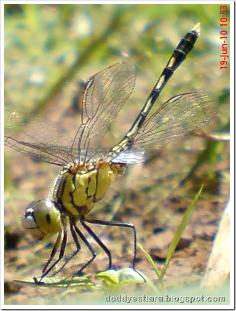 small dragonfly