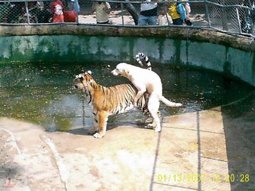 [interspecies dog tiger sex milwaukeezoo[5].jpg]