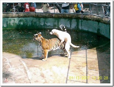 interspecies dog tiger sex milwaukeezoo