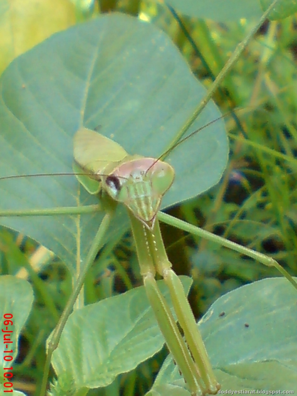 [one eye praying mantis 03[1].jpg]