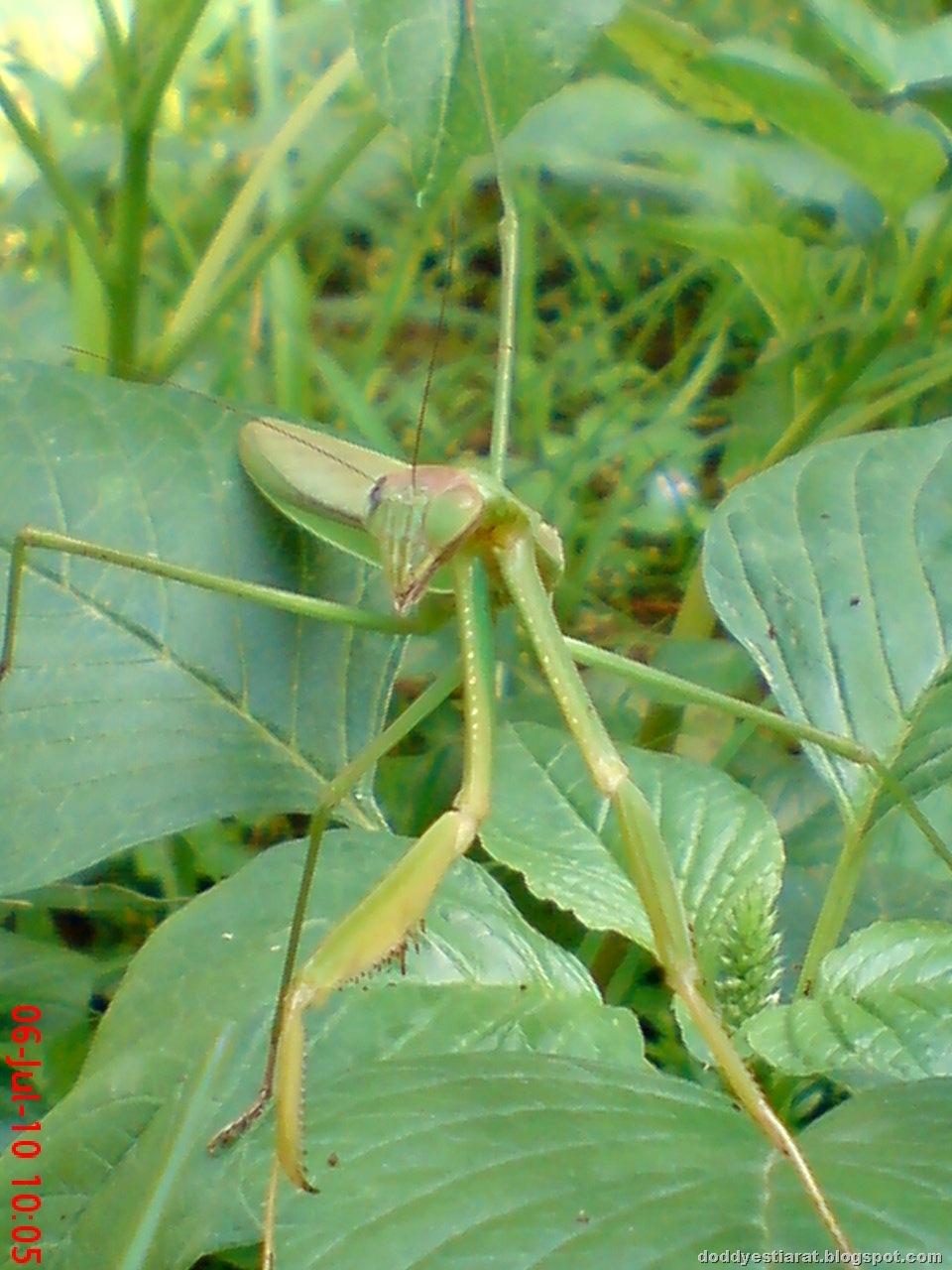 [one eye praying mantis 10[1].jpg]