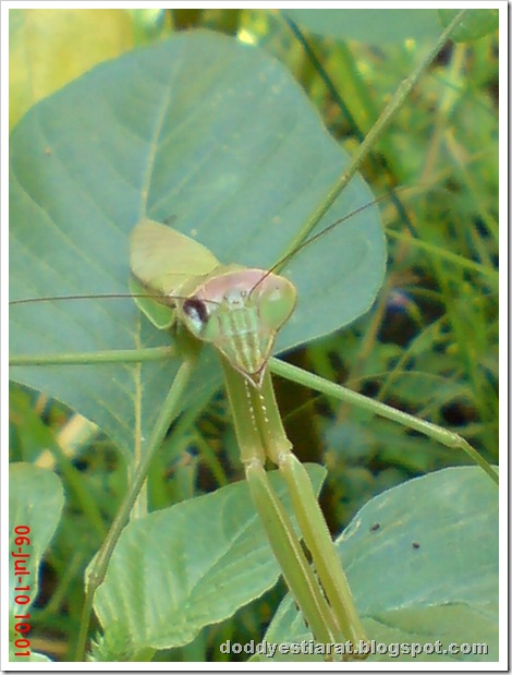 one eye praying mantis 03