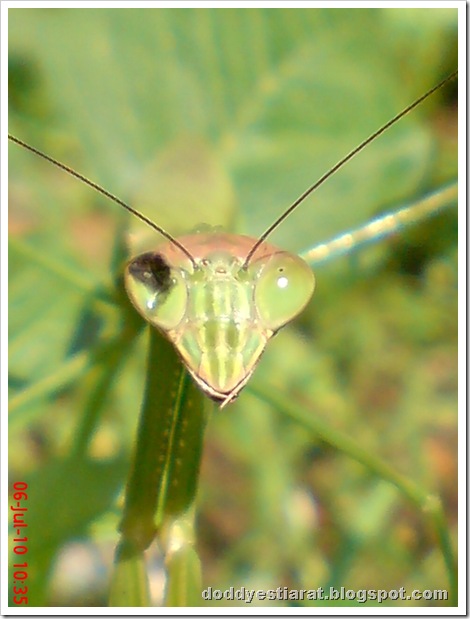 one eye praying mantis 14