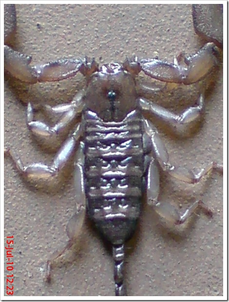 Flat-bodied scorpion 2