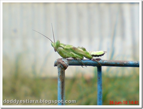 young praying mantis 10