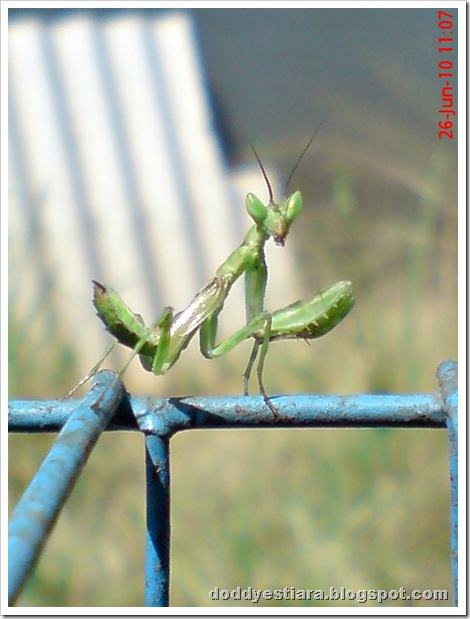 young praying mantis 09