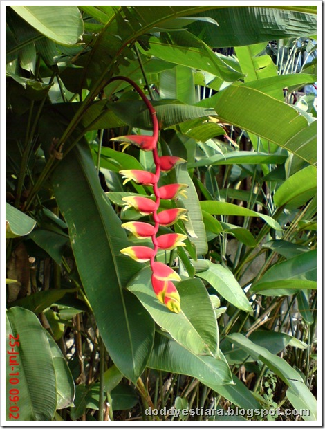 heliconia flower bunga pisang-pisangan 7