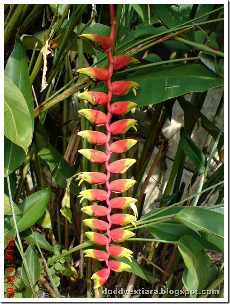 heliconia flower bunga pisang-pisangan 3