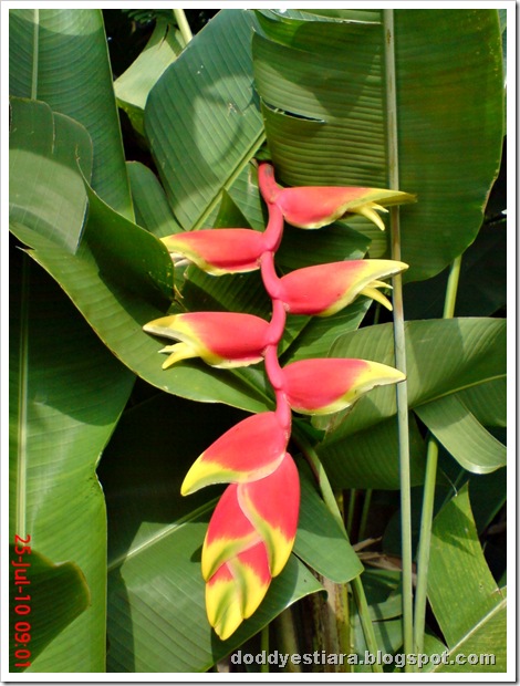 heliconia flower bunga pisang-pisangan 4