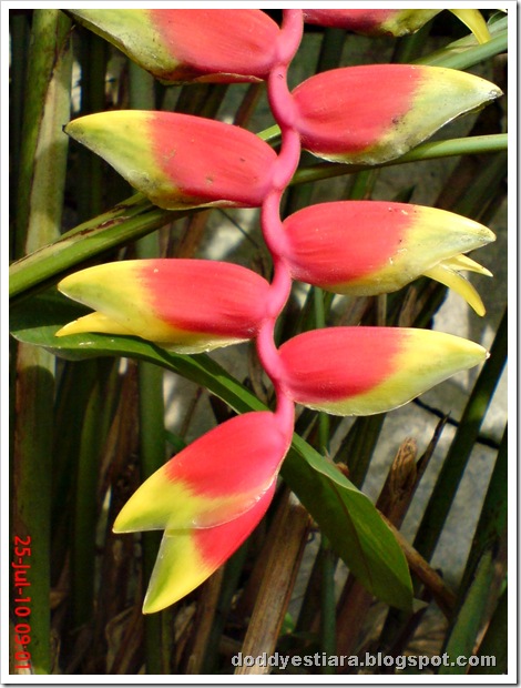 heliconia flower bunga pisang-pisangan 5