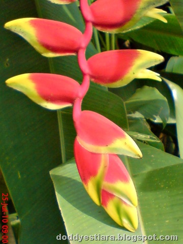 [heliconia flower bunga pisang-pisangan 2[6].jpg]