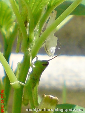 [grasshopper molting 9[8].jpg]
