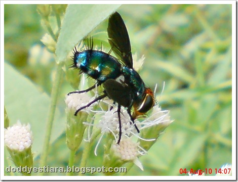 flower fly-lalat bunga 01