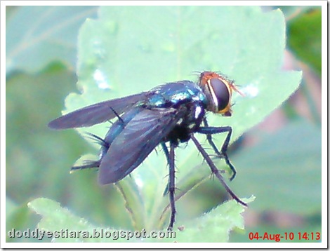flower fly-lalat bunga 09
