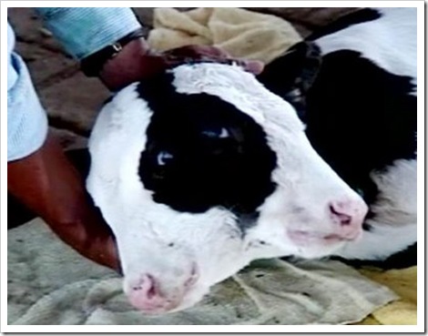 two_headed_cow