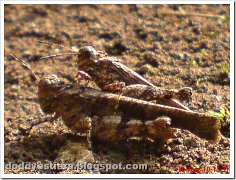 brown grasshopper mating 05