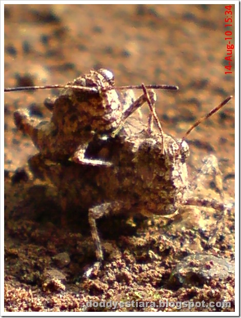 brown grasshopper mating 10