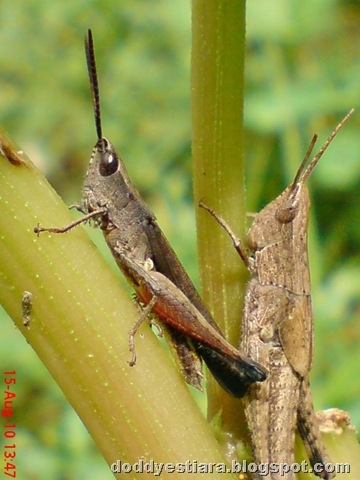 [two brown grasshopper 06[6].jpg]