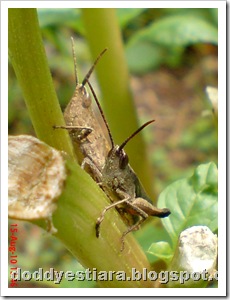 two brown grasshopper 02