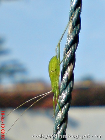 [small green grasshopper 04[6].jpg]