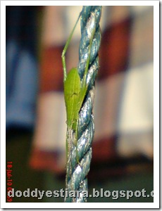 small green grasshopper 02