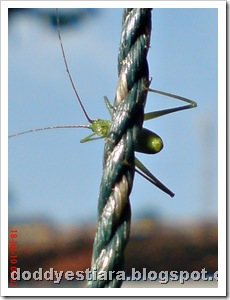 small green grasshopper 05