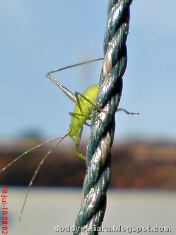 [small green grasshopper 06[6].jpg]
