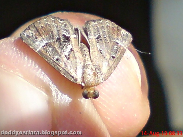 [small moth ngengat kecil 09[13].jpg]
