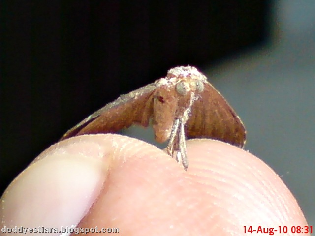 [small moth ngengat kecil 08[7].jpg]