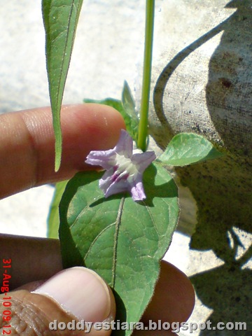 [purple flower 08[2].jpg]