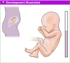 fetal development 6th month 