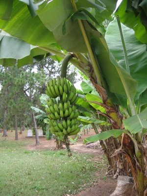 [banana tree[2].jpg]