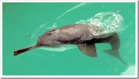 freshwater-dolphins-threatened-ganges-river