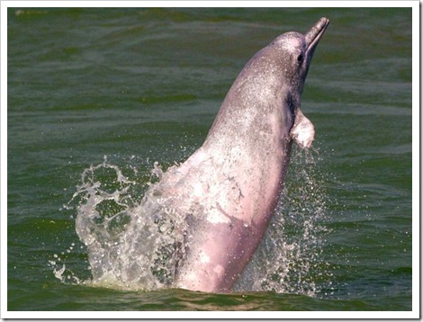 aquatic-vwhite-dolphin-china