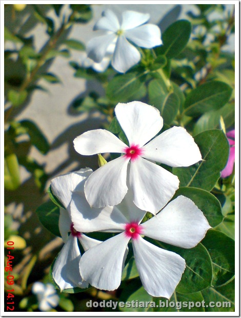 rose periwinkle 12 rose periwinkle 12