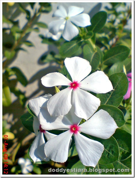 rose periwinkle 12