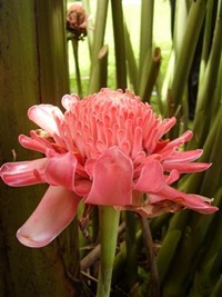 kecombrang flower
