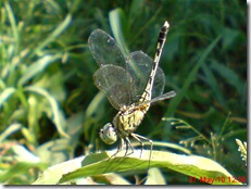 small green dragonfly 11
