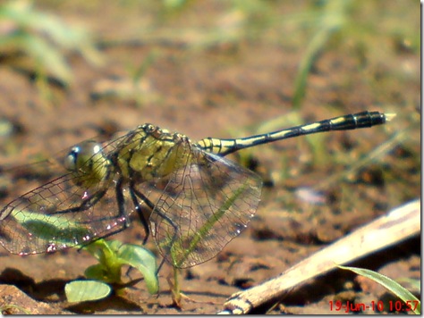 small green dragonfly 9