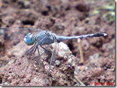 small blue dragonfly 3