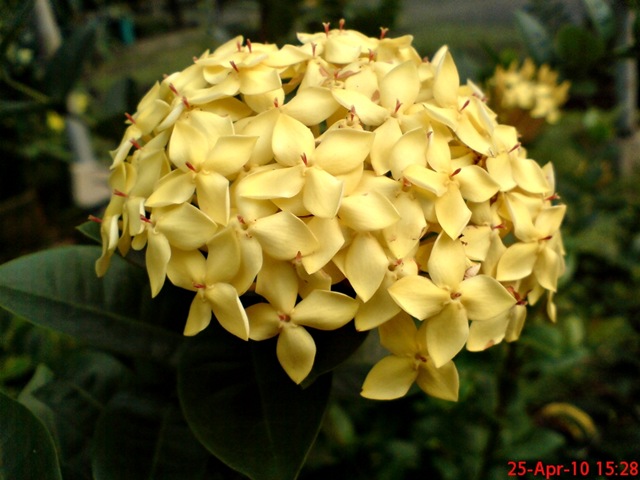[bunga siantan kuning 07[3].jpg]